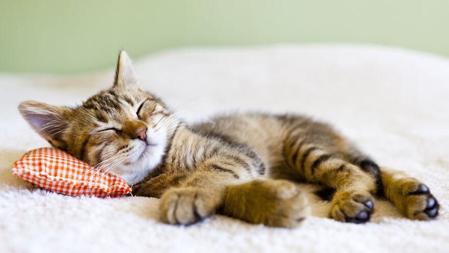 如何挑选一只合适自己的猫