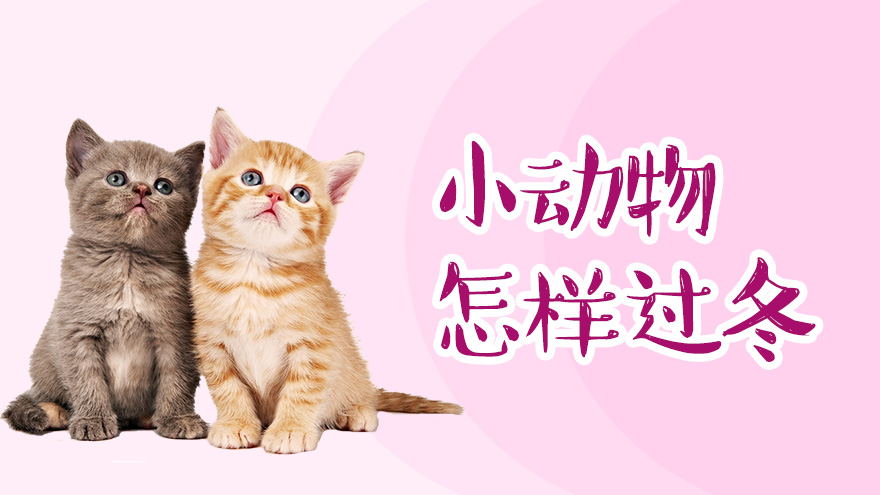 小动物怎样过冬