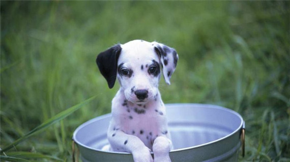 斑点犬小丘疹如何治疗