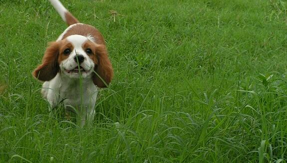 查理士王小猎犬的脚底修毛