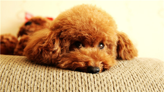 蜱虫的危害有哪些