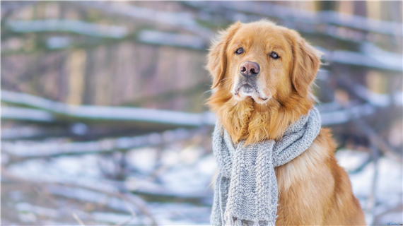导致金毛犬注射疫苗失败的原因