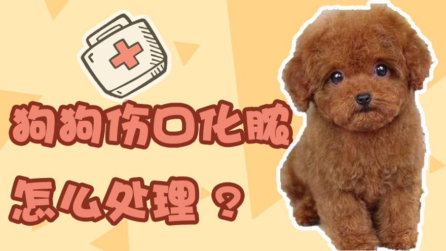 狗狗伤口化脓怎么处理