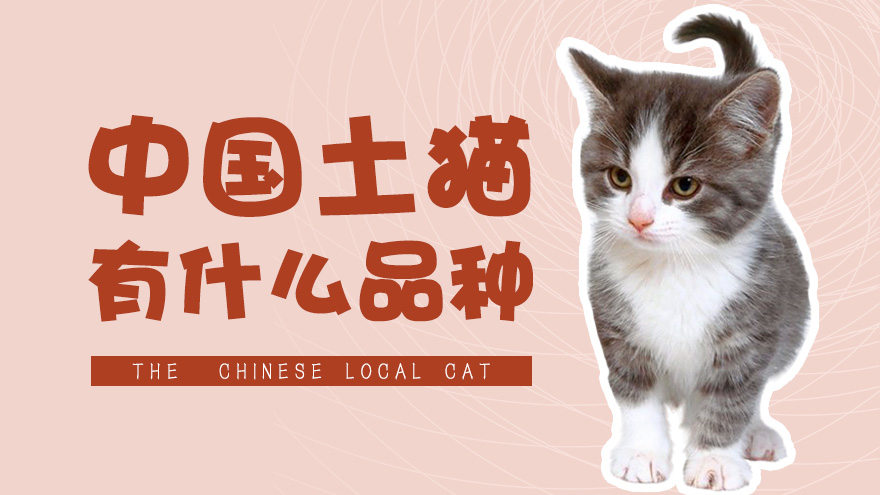 中国土猫有什么品种