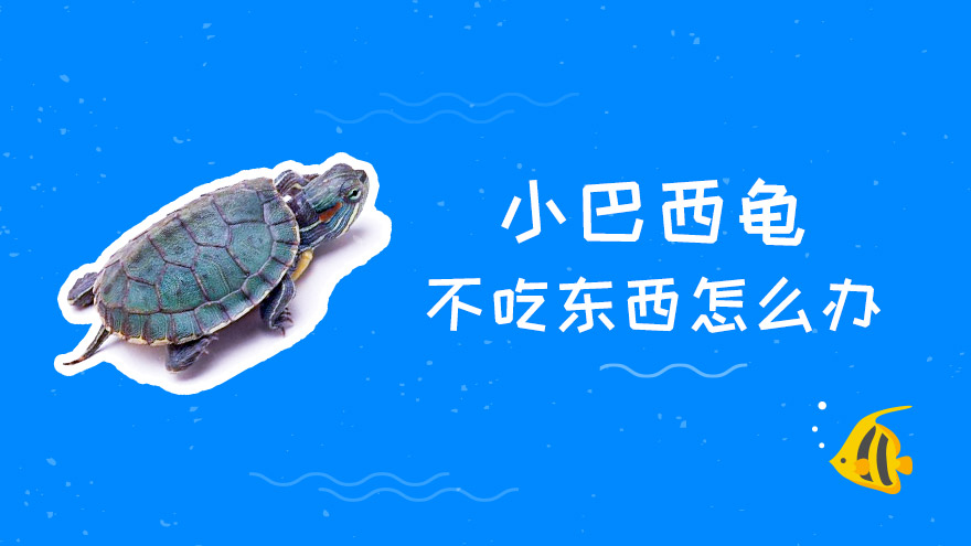 小巴西龟不吃东西怎么办