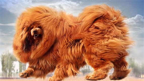 藏獒的美毛方法有哪些