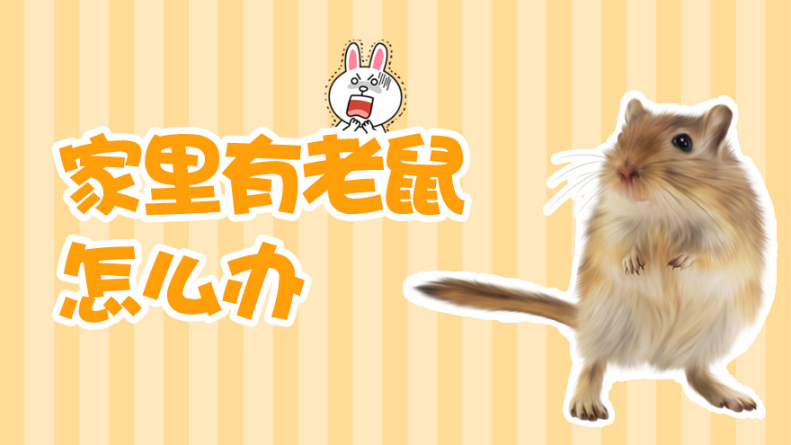 家里有老鼠怎么办