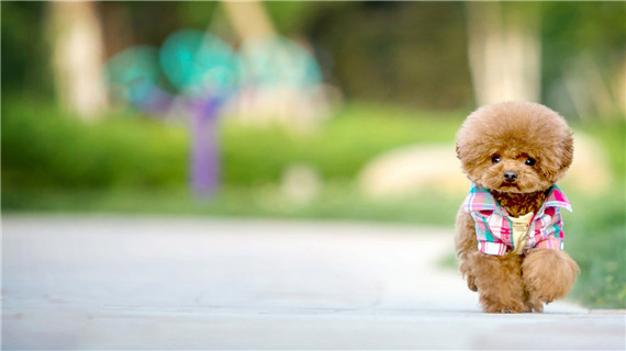 泰迪犬的狗粮怎么喂比较好