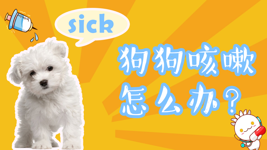 狗狗咳嗽怎么办