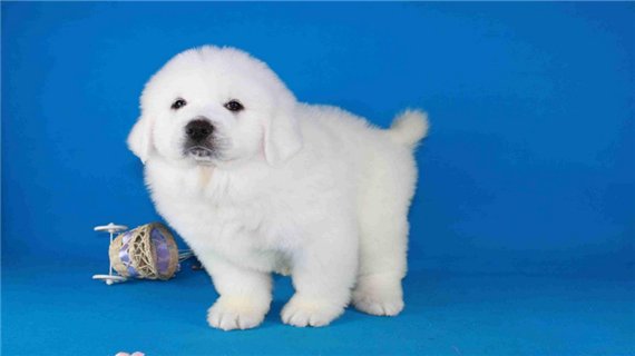 大白熊幼犬如何喂养