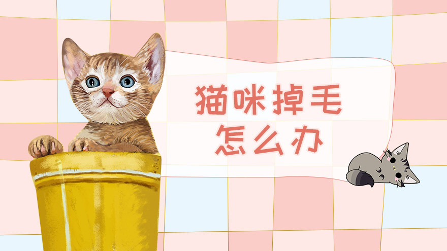 猫咪掉毛怎么办