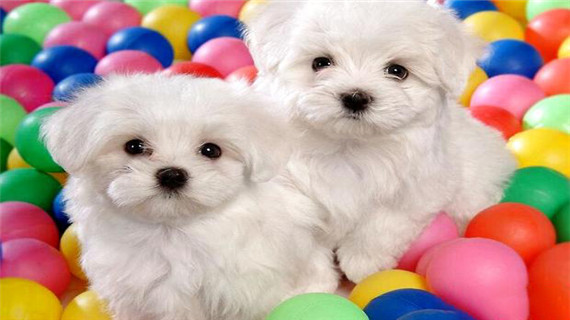 比熊狗驱虫的要点有哪些