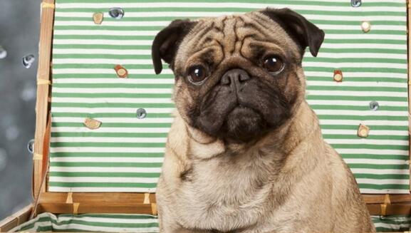 巴哥犬的眼睛护理