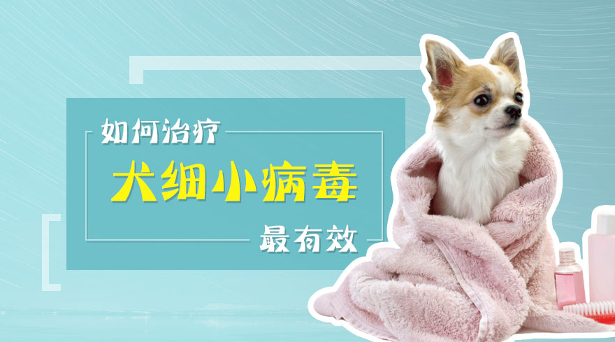 如何治疗犬细小病毒最有效