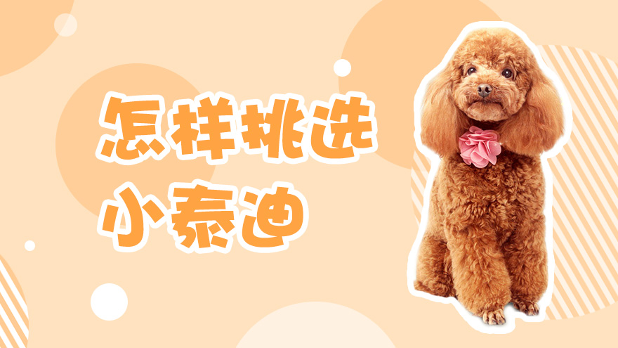 怎样挑选小泰迪
