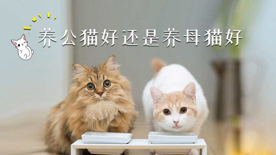 养公猫好还是养母猫好