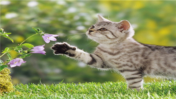 猫咪得了异食癖如何治疗