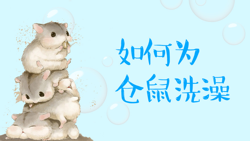 如何为仓鼠洗澡