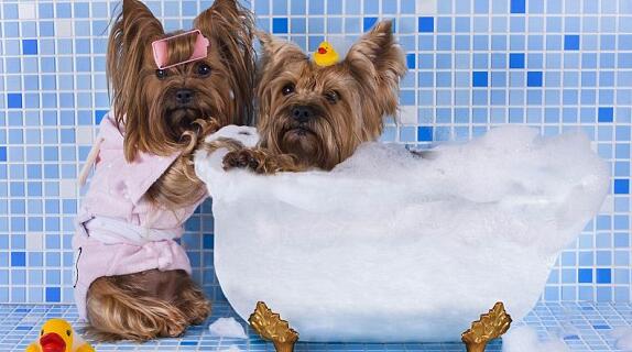 冬天狗狗洗澡的频率应该怎么掌握