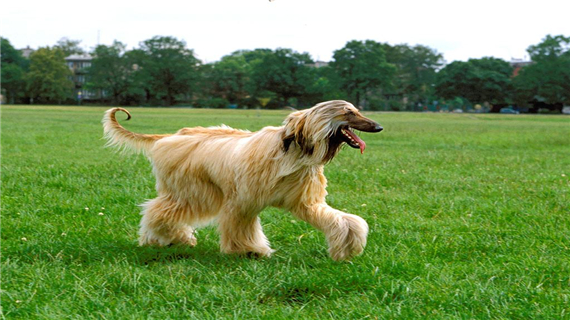 阿富汗狗狗郁闷了怎么办
