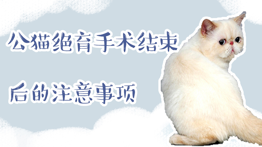 公猫绝育手术结束后的注意事项