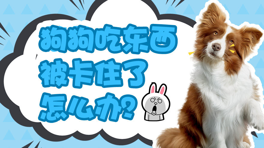 狗狗吃东西被卡住了怎么办