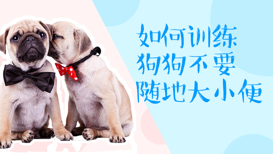 如何训练狗狗不要随地大小便