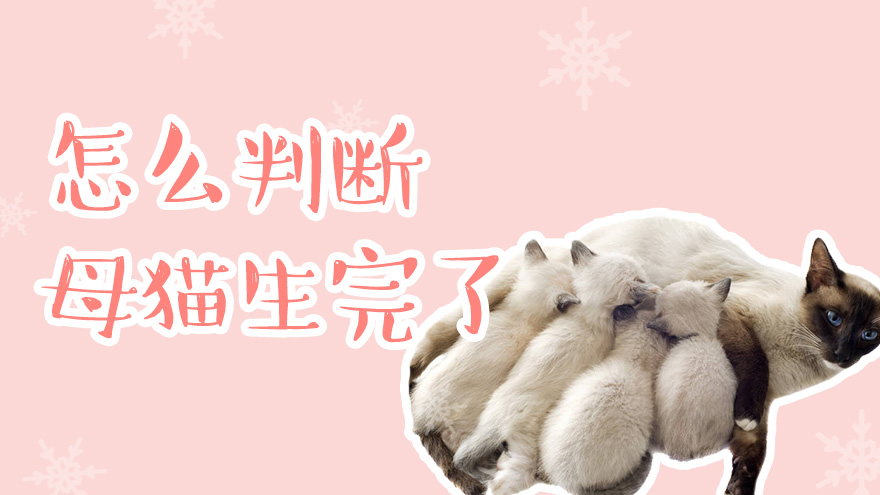 怎么判断母猫生完了