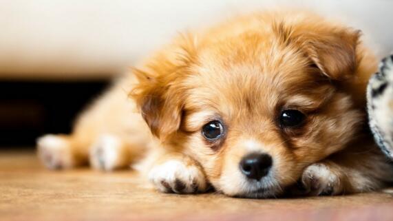 什么是弓形虫病