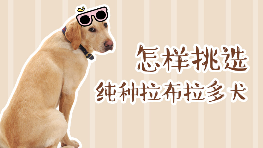 怎样挑选纯种拉布拉多犬