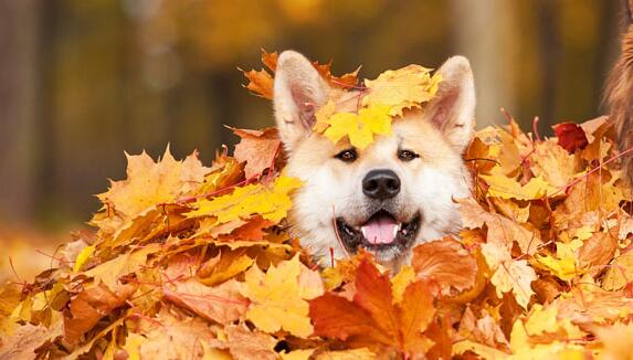 狗狗总是乱叫什么原因