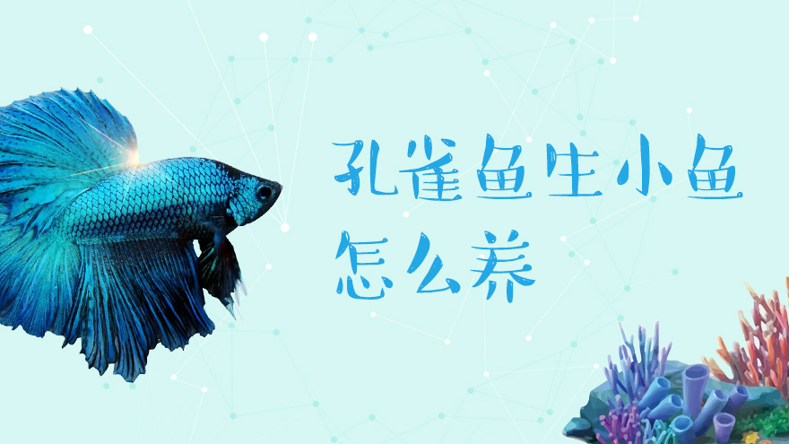 孔雀鱼生小鱼怎么养