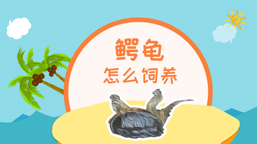 鳄龟怎么饲养