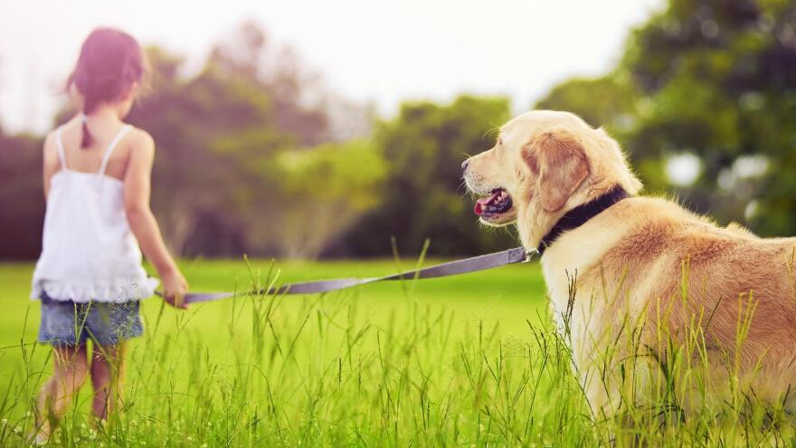 养狗一定要遛吗