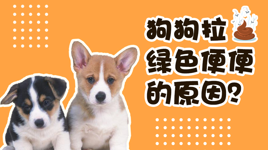 狗狗拉绿色便便的原因
