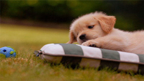 如何预防犬牙周炎