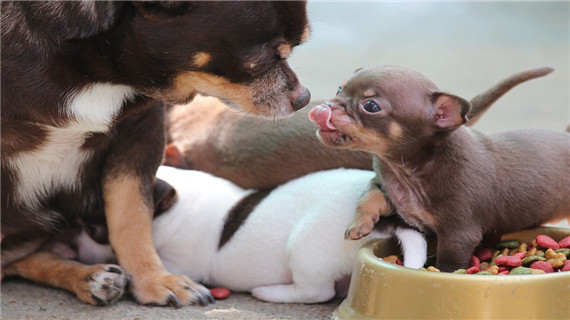 吉娃娃犬的喂食要点