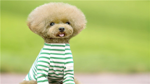 比熊和泰迪怎么区别