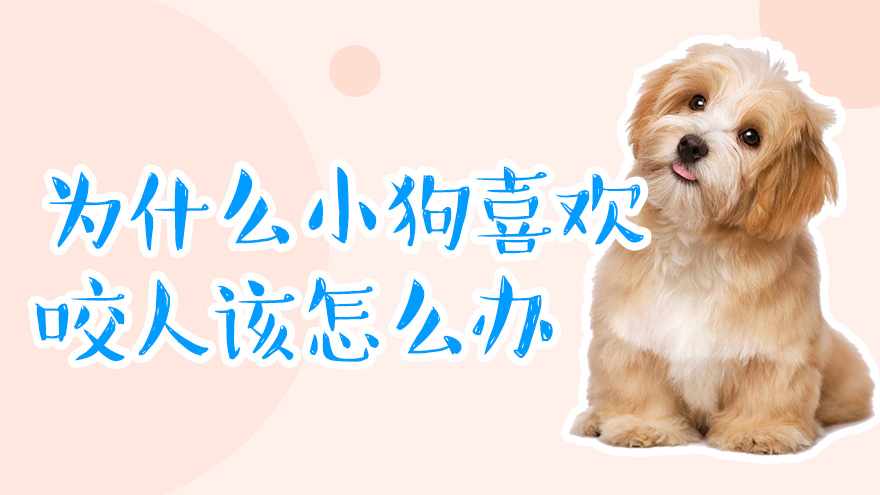 为什么小狗喜欢咬人该怎么办