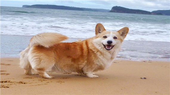 狗狗经常摇尾巴是什么意思