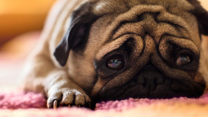 狗狗驱虫药注意哪些问题