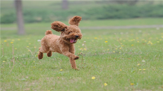 泰迪犬如何养护