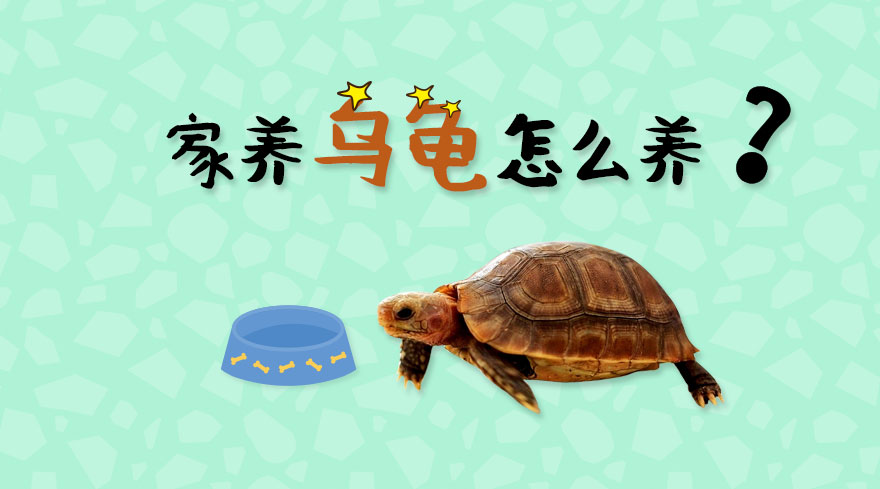 家养乌龟怎么养