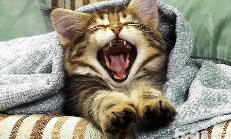 犬猫便秘的原因