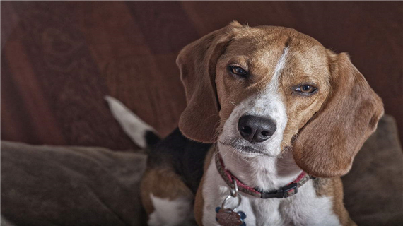 比格犬怎么正确补钙