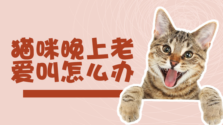 怎样照顾好发情期的泰迪狗狗