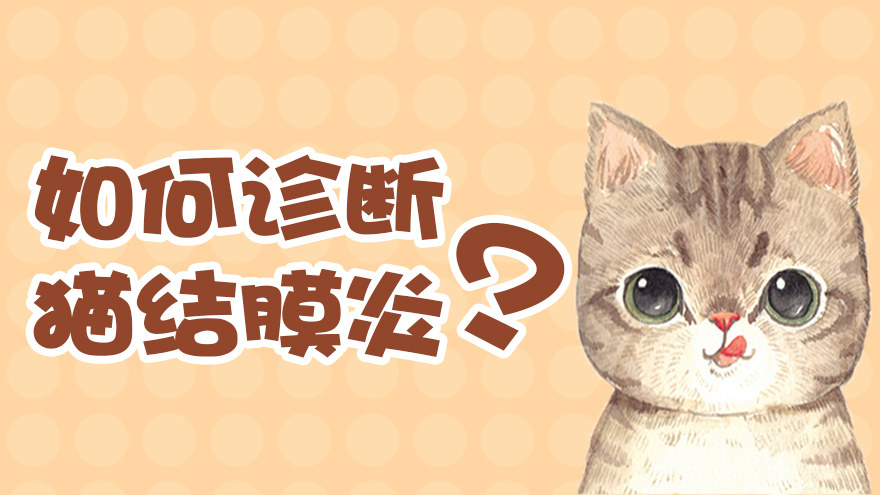 如何诊断猫结膜炎