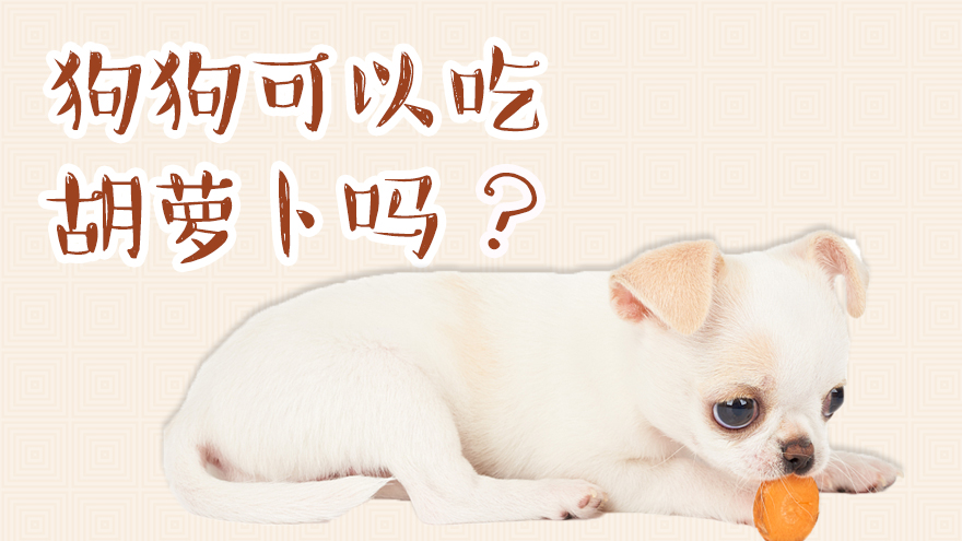 狗狗可以吃胡萝卜吗