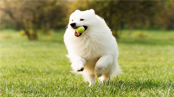 宠物萨摩耶怎么喂养