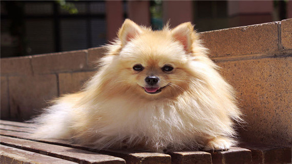 博美犬便秘如何治疗